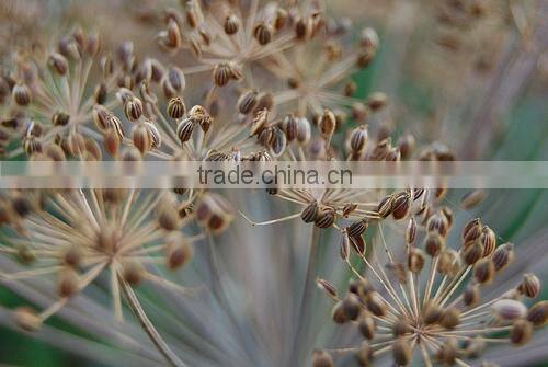 Dill Oil