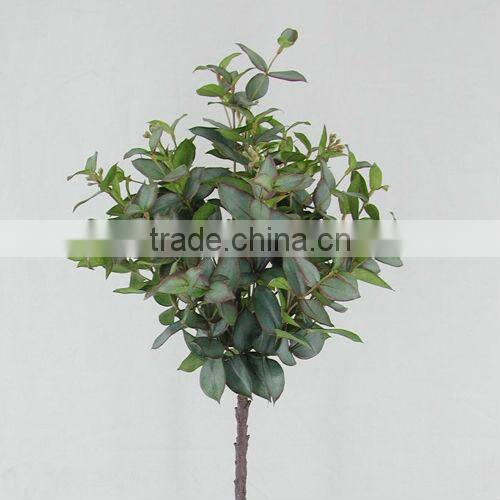 Natural and Pure Eucalyptus Essential Oil