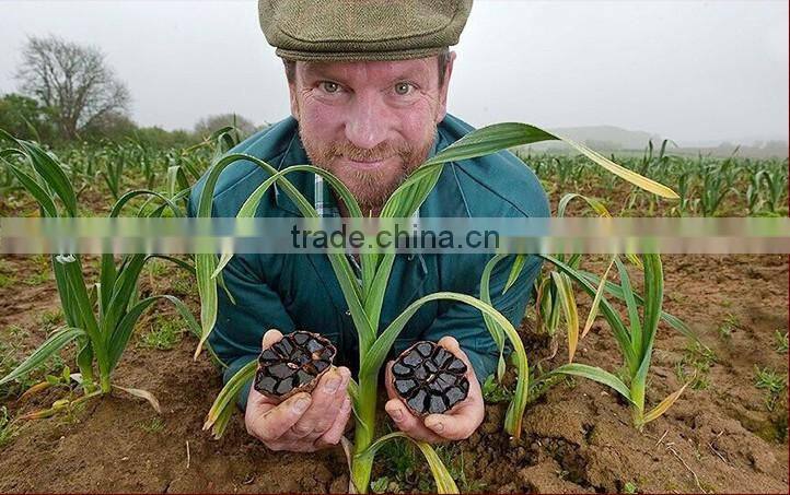Hot sell in korean popular black garlic