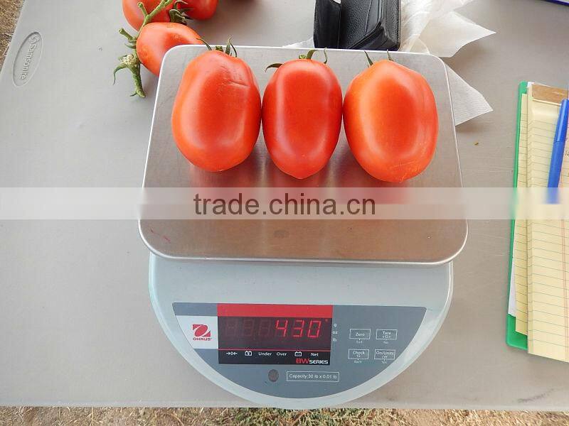 Marina F1 (PELLETED) Hybrid Tomato Seeds