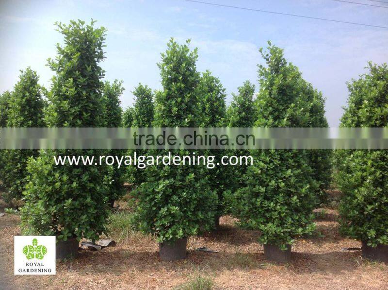 Ficus panda christmas tree ( cone shape) 230cm high