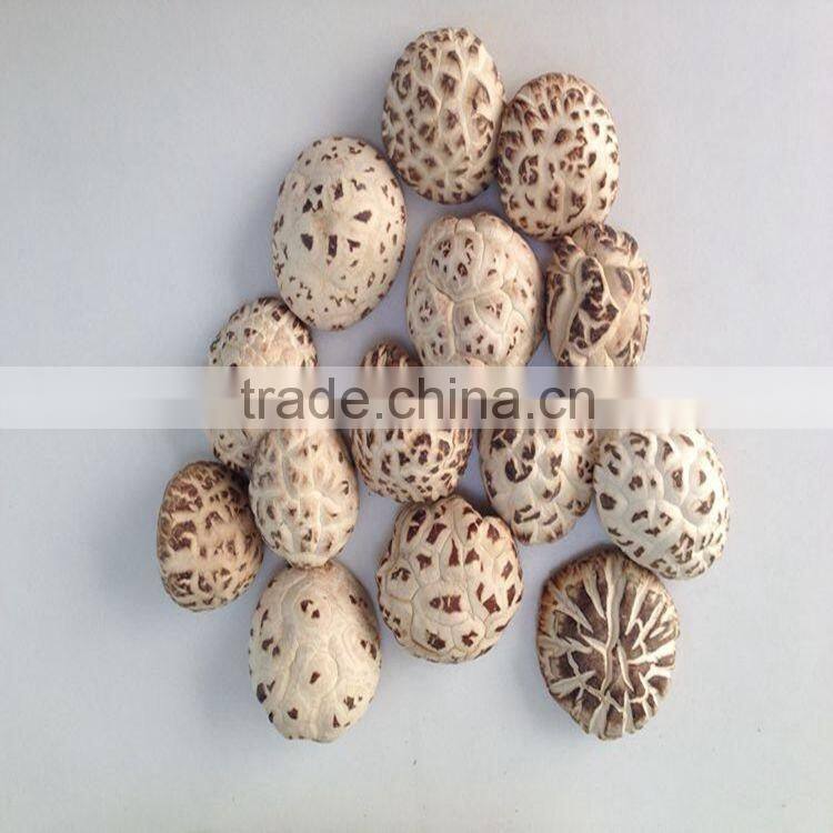 Dried White Flower Shiitake Mushroom with Cap 3-6 CM