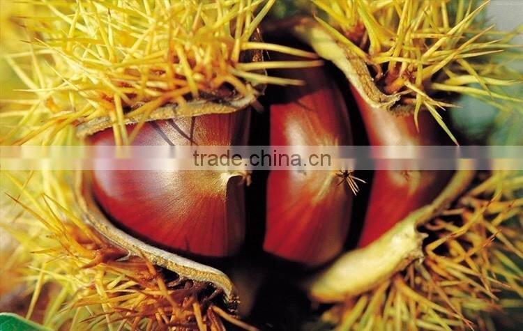 2016 raw fresh chestnuts sales Opening booking bulk chestnuts