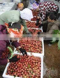 GOOD QUALITY VIETNAM FRESH LYCHEE