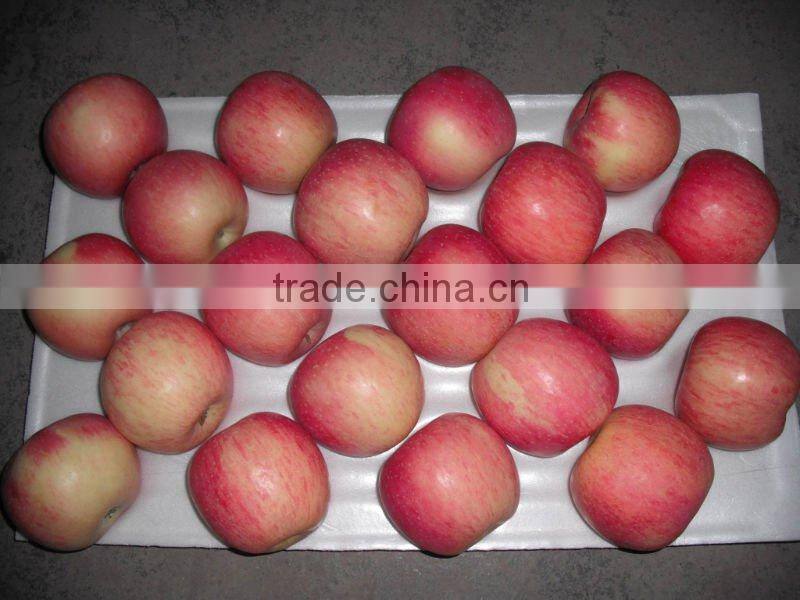 Fuji apple fruit