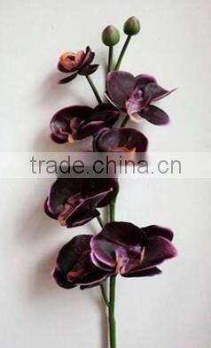 silk orchid