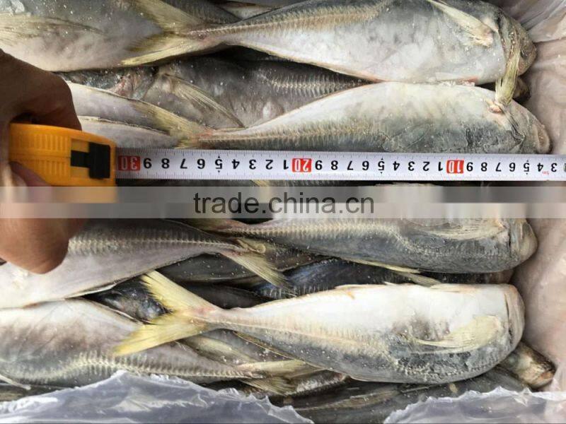 25cm+ CARAPAU Frozen Horse Mackerel