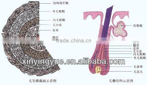 The Newest Professional Hair and skin analyzer