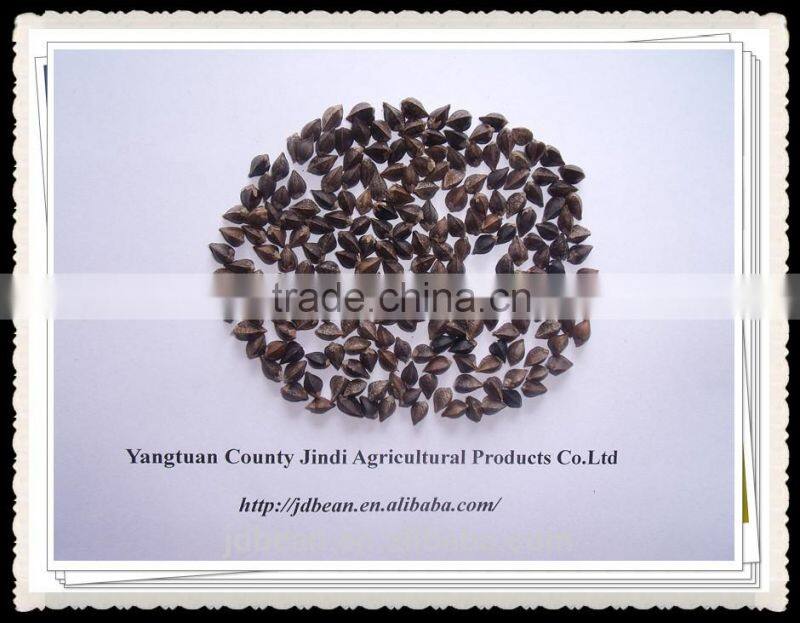 Buckwheat Market Price