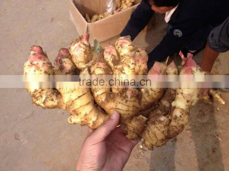 Professional Ginger Supplier Fresh old Ginger