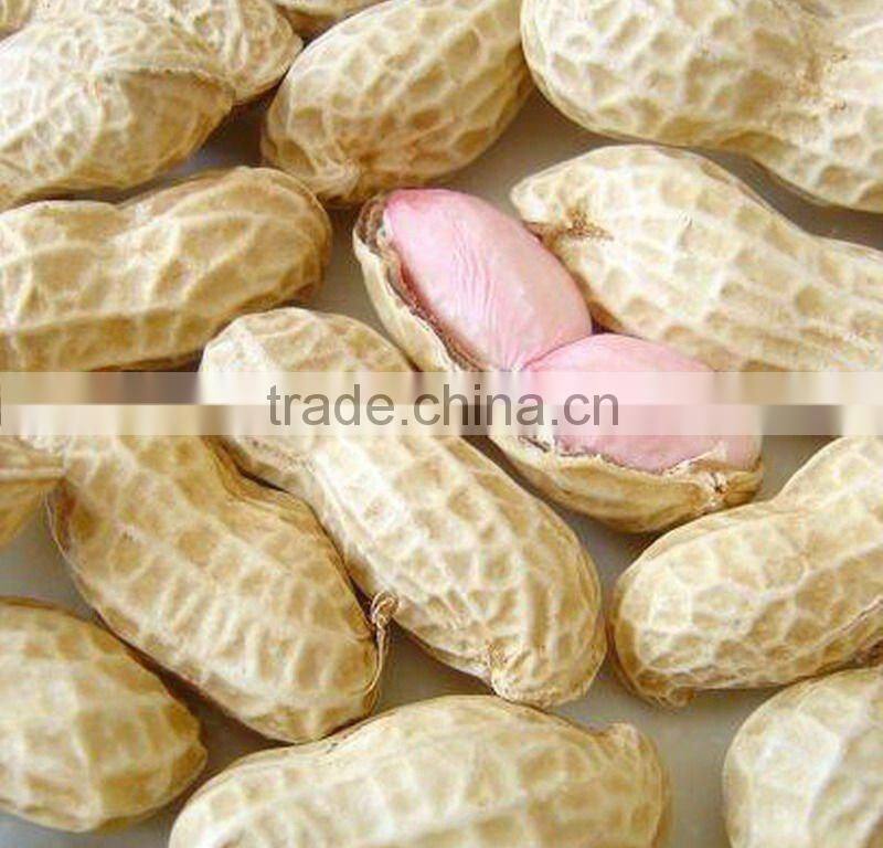 crop new traditional type Peanut kernel 24/28 groundnut