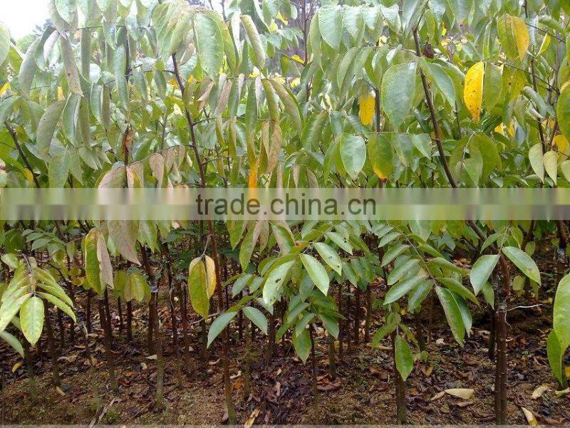 Carambola Fruit tress Seedling