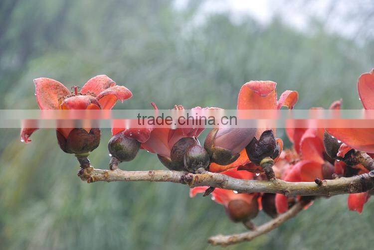 Outdoor plant bombax seedling