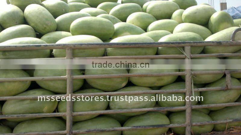 SUGAR EMPEROR Hybrid Watermelon Seeds
