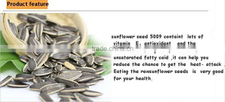 Bulk New Crop Striped Common American Sunflower Seeds
