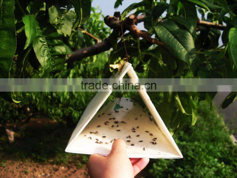 Pheromone Lure for Lithocolletis ringoniella , Pheromone Bait & Pheromone Trap for Lithocolletis ringoniella