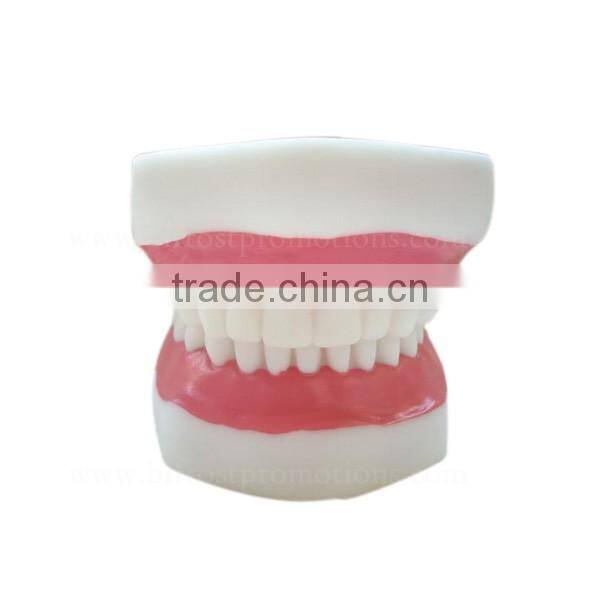 5 times Human Body Anatomy Teeth Dental Study Model