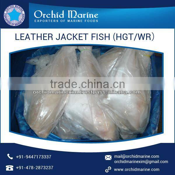 High Protein Long Shelf Life Fresh Leather Jacket Fish