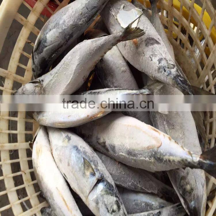 Pacific mackerel 3-5 seafrozen mackerel for sale from China supplier