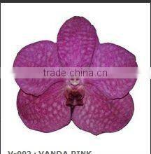 Thailand High Quality V-002 Vanda Brown Orchid