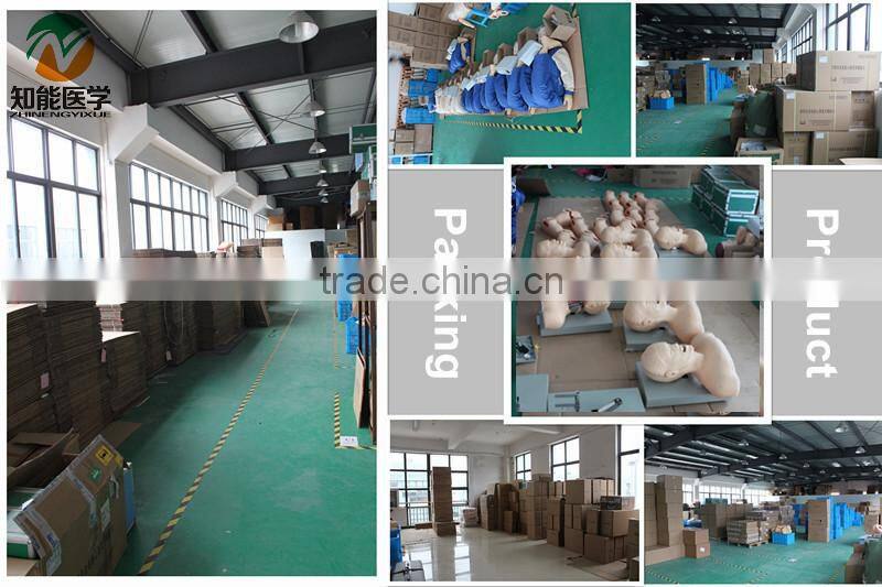 Life-size 2 lumbar vertebra, pelvis anatomic model