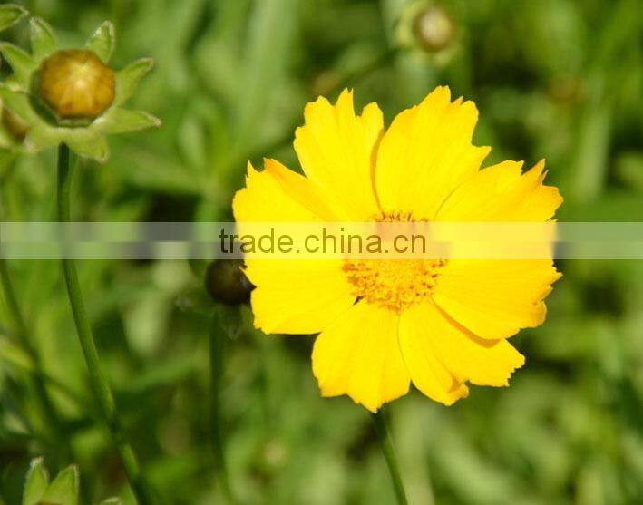 Coreopsis verticillata Linn. flower seeds,herb seeds,vegetalbe seed,fruit seed,grass seed