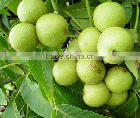 Portable olive harvester on sale