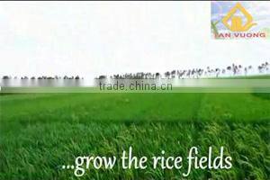HACCP rice-Best price 504 Long Grain White Rice 15% Broken