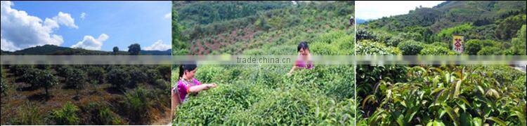 High quality Natural Flavor Sweet Green Tea