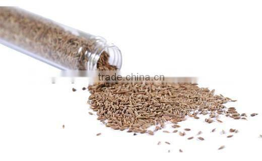 Cumin Oil | 100% Natural And Pure Cummin Oil From India