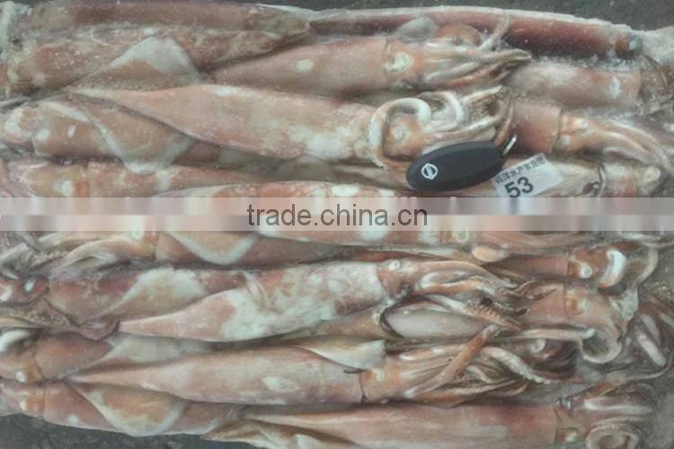 New arrived frozen todarodes squid