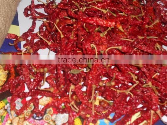 Export quality S-17 Stemless Teja chilly.