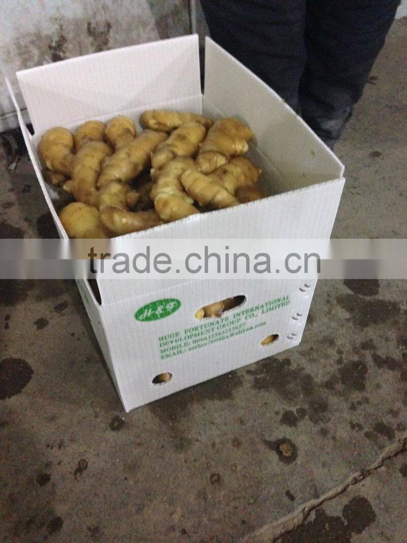 Big Size Yellow Fresh Ginger From China