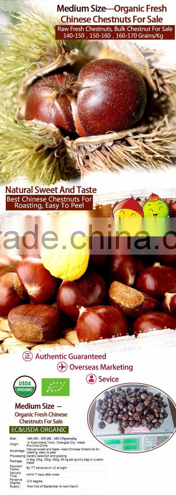 medium size fresh chinese organic chestnut