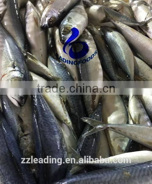 High Quality China Processed Instant Canned Mackerel Fish Salt and Water Added Fresh Raw Material