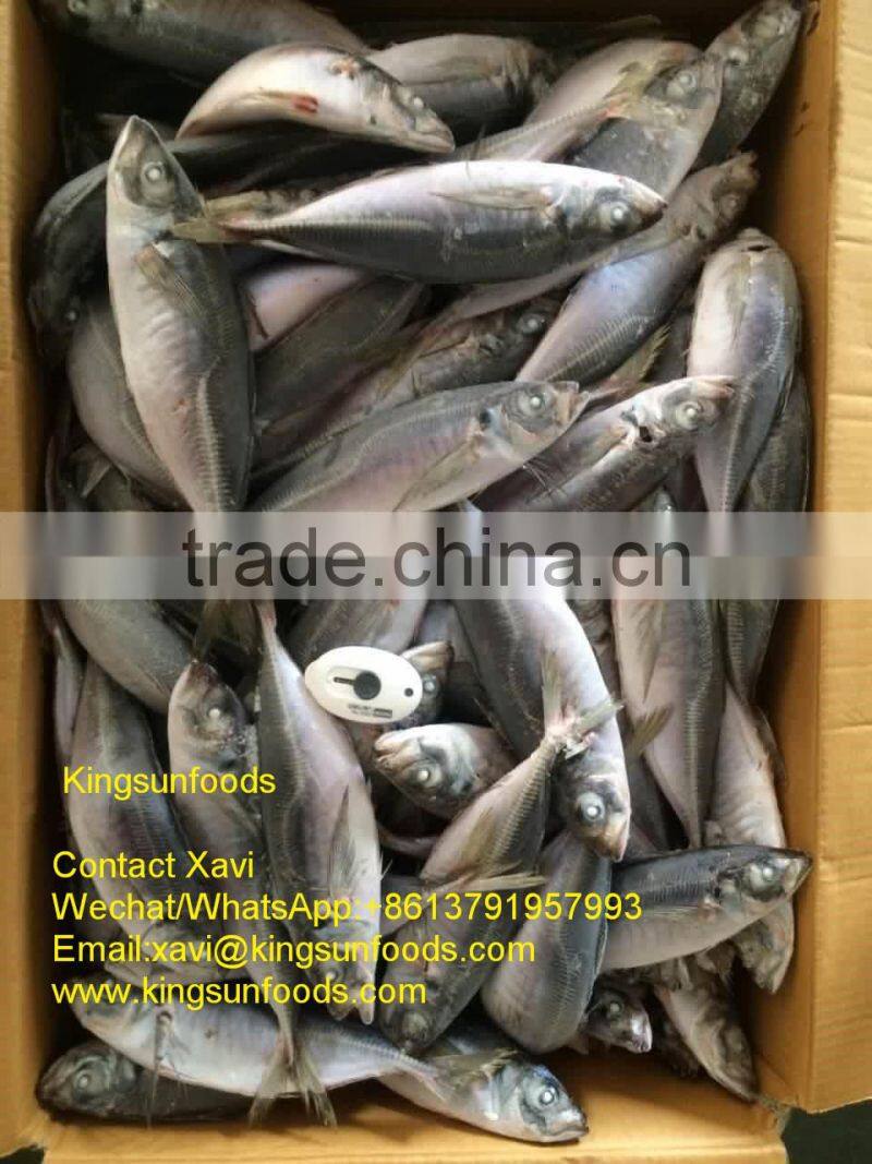 Whole Sale Good Price Frozen Horse Mackerel