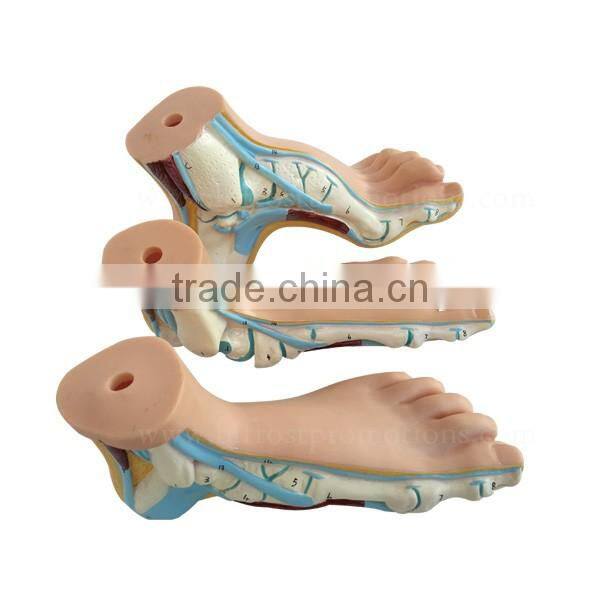 Biological Teaching Aids Education Silicone Foot Model