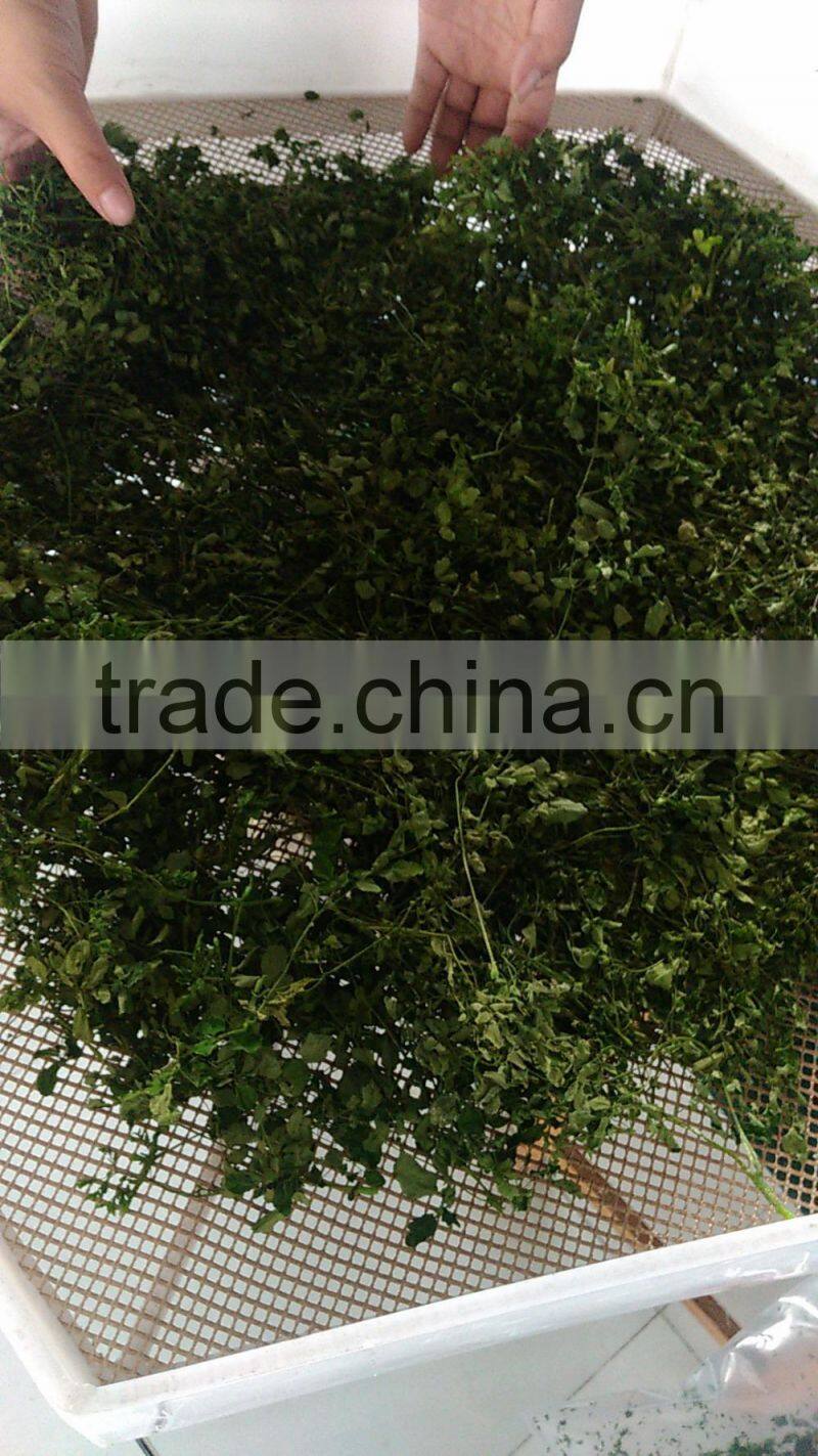 Industrial continuous type moringa leaf microwave dryer/drying machine