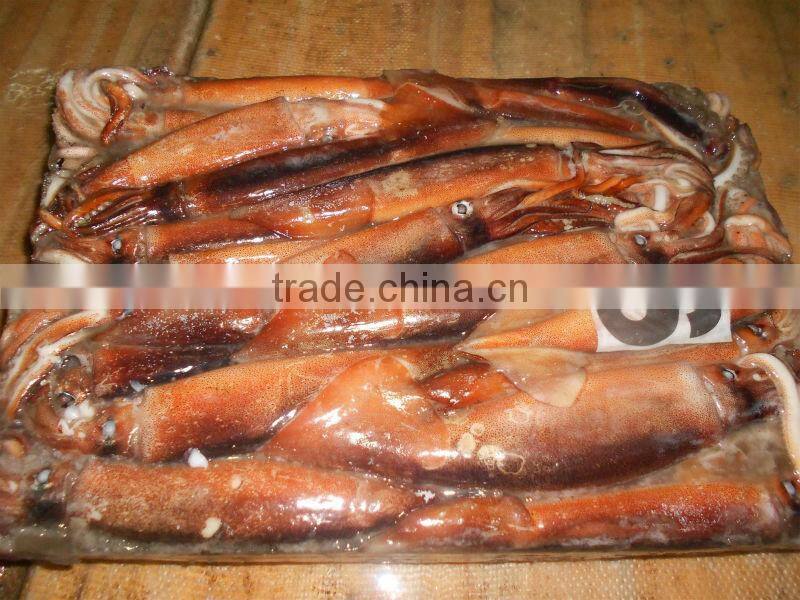 Frozen whole round illex squid