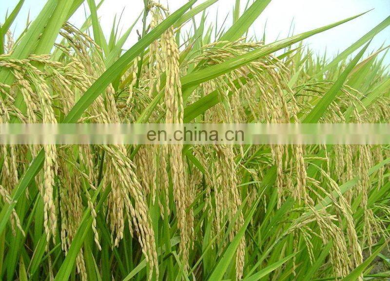 Philippines 2t Rice Peeler Price Millet Rice Mill Machine