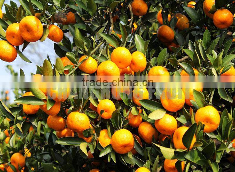 Yellow orange fruit/names of red fruits