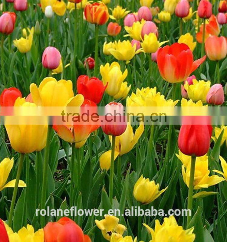 names of flowers large head bright pink tulip used for decoration