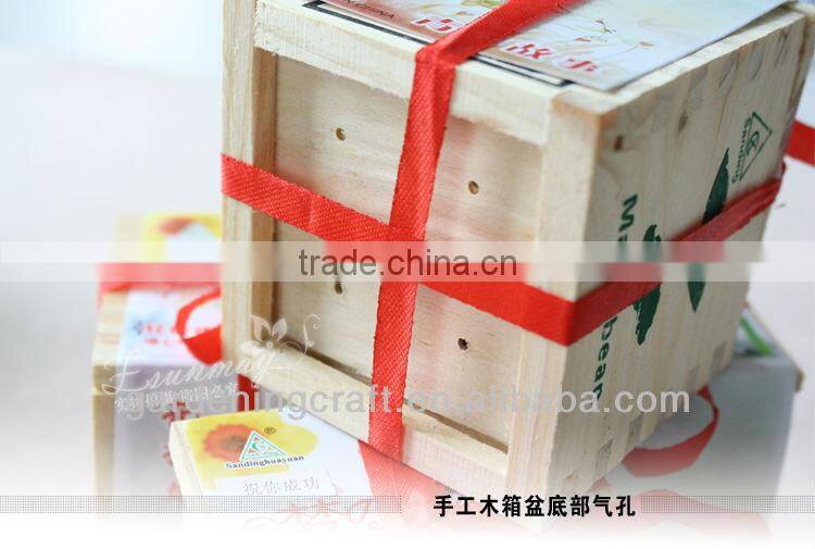 import china products bonsai tree magic growing message beans