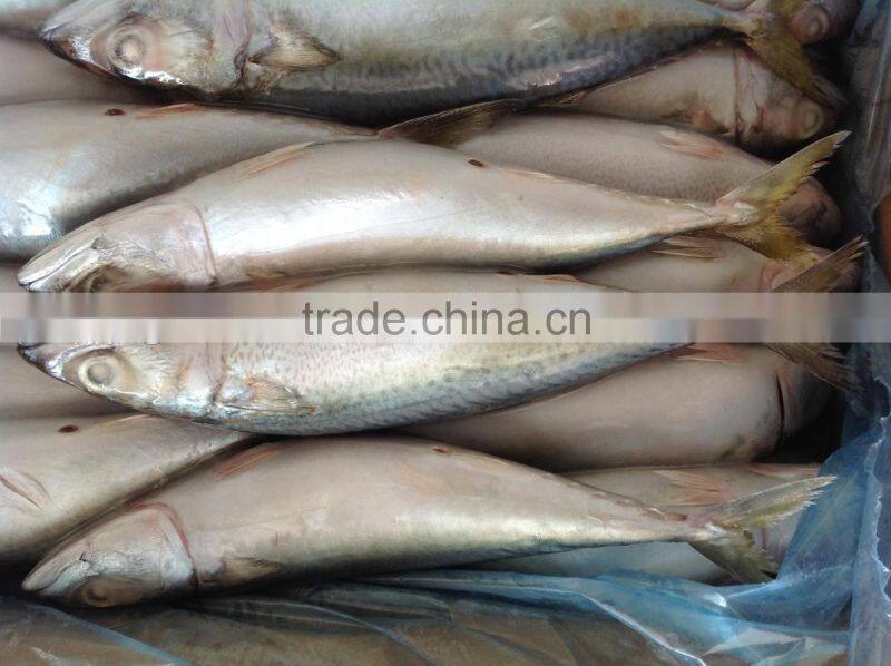 Frozen Mackerel Caught by Light Seine 300-400g