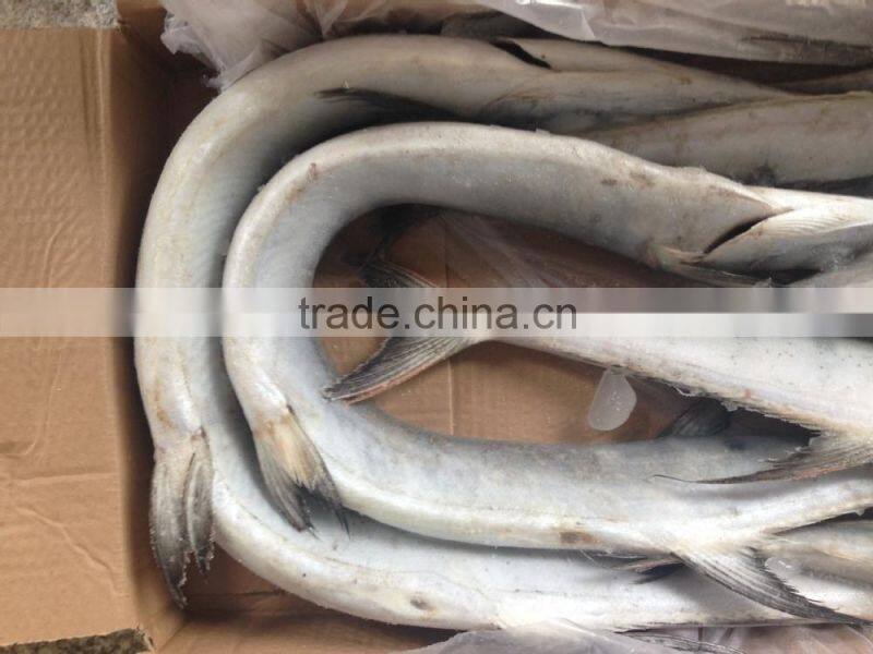 Frozen Japanese Bleeker /Tylosurus melanotus for market