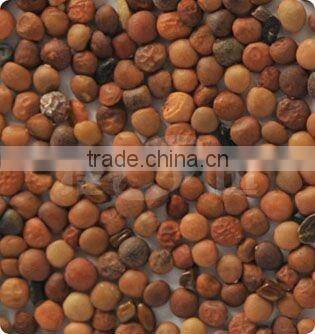 The Newest lentil Color Sorter Machine