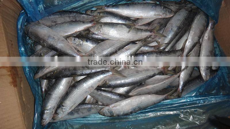 new landing whole fresh seafood of sardine