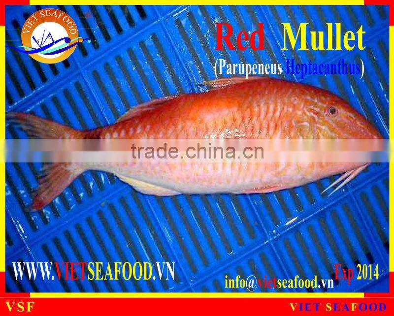 FROZEN RED MULLET WHOLE ROUND