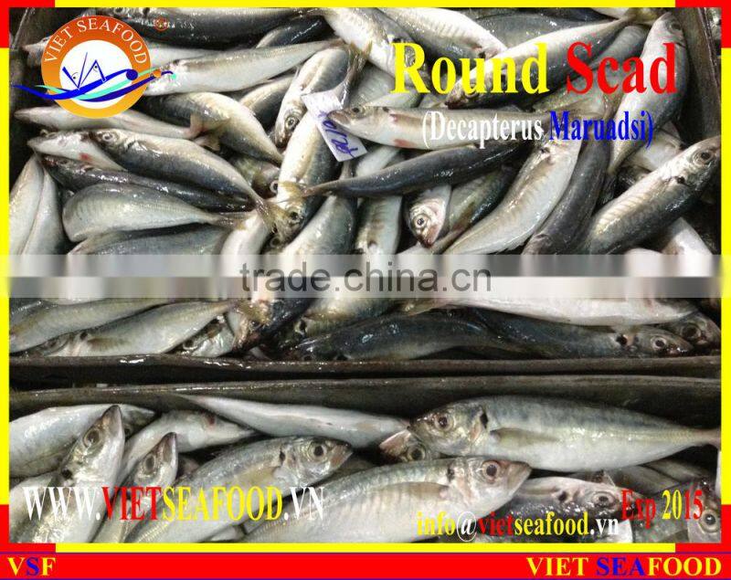 FROZEN MARUADSI WHOLE ROUND (ROUND SCAD)