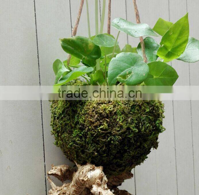 Ex-fty most affordable coconut box/storage container for green plant